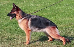 Německý ovčák - štěňata s PP (z.k.)