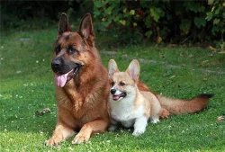 Německý ovčák - štěňata s PP (z.k.)