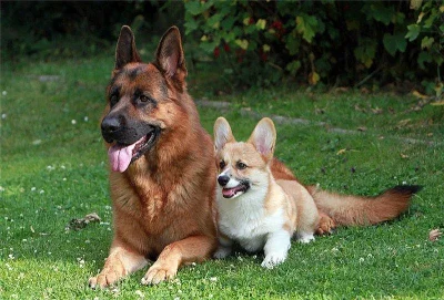 Německý ovčák - štěňata s PP (z.k.)