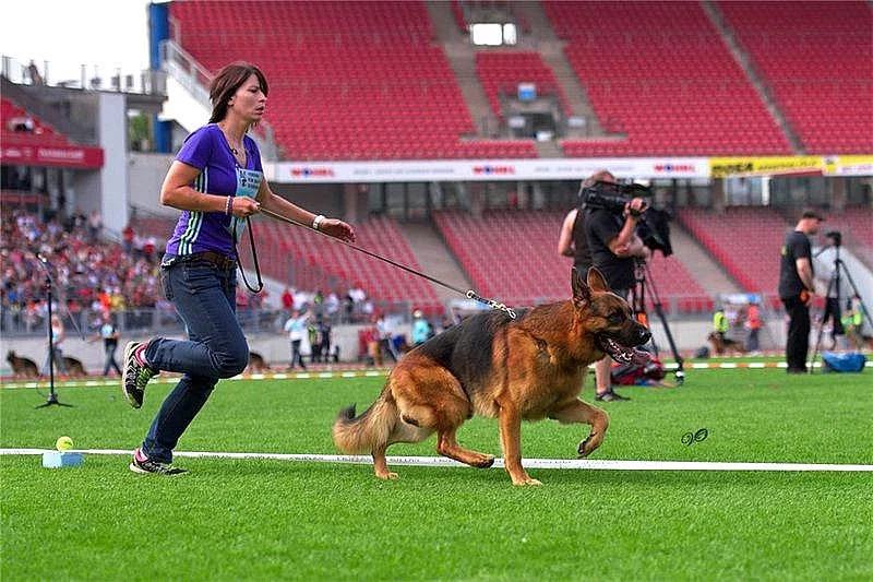 Německý ovčák - štěňata s PP (z.k.)