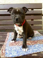 Stafordšírský bulteriér