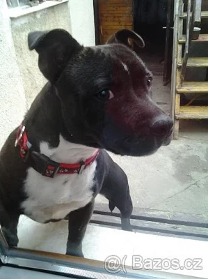 Stafordšírský bulteriér