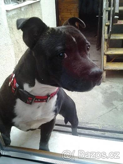 Stafordšírský bulteriér