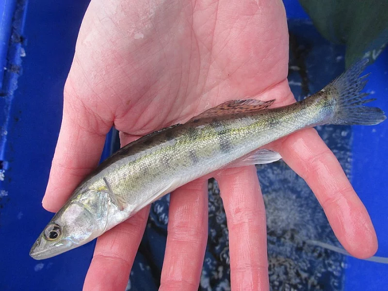 Candát tohoroček 12-16