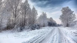 Andulky vlnkové ,Papoušek nádherný ,Neofémy