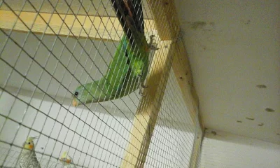 Andulky vlnkové ,Papoušek nádherný ,Neofémy