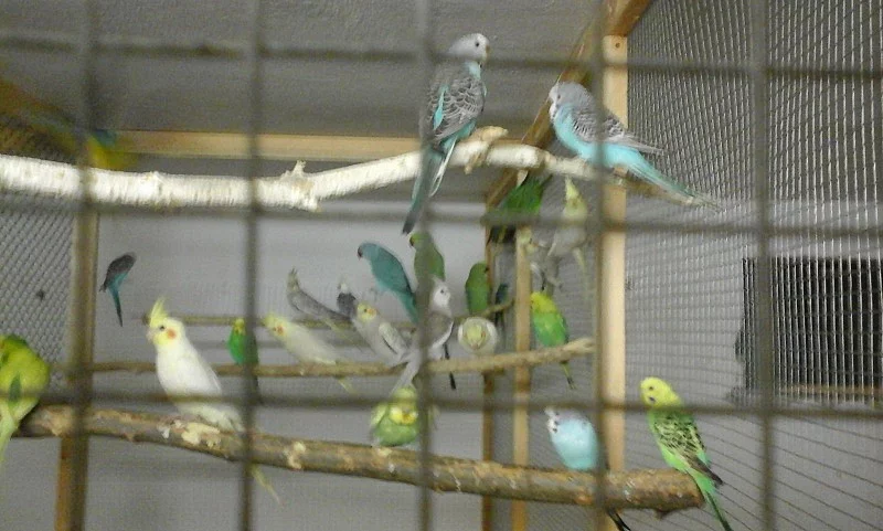 Andulky vlnkové ,Papoušek nádherný ,Neofémy