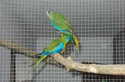 Andulky vlnkové ,Papoušek nádherný ,Neofémy