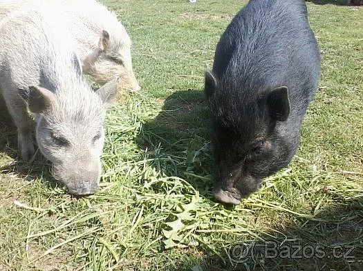 Chovná skupina Göttingenských prasat