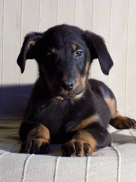 Beauceron - poslední volná štěňátka s PP