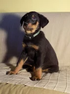 Beauceron - poslední volná štěňátka s PP