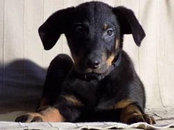 Beauceron - poslední volná štěňátka s PP