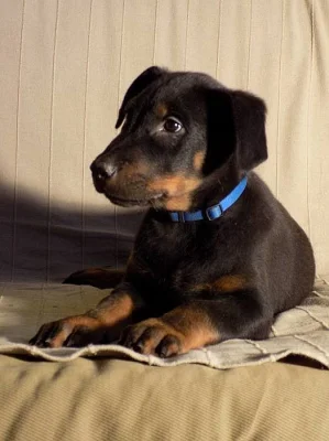 Beauceron - poslední volná štěňátka s PP