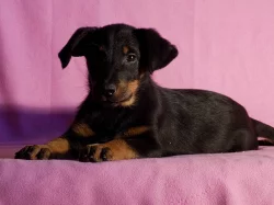Beauceron - poslední volná štěňátka s PP