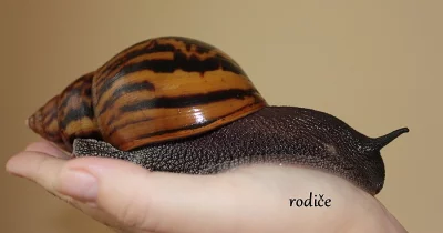 Achatina Achatina - Oblovka Obrovská