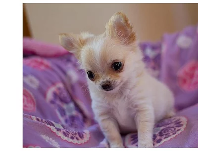 2 mini čivava štěňata - zdarma dobrý domov