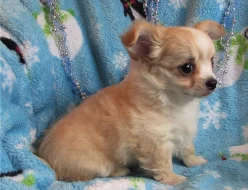 2 mini čivava šteňatá - zadarm