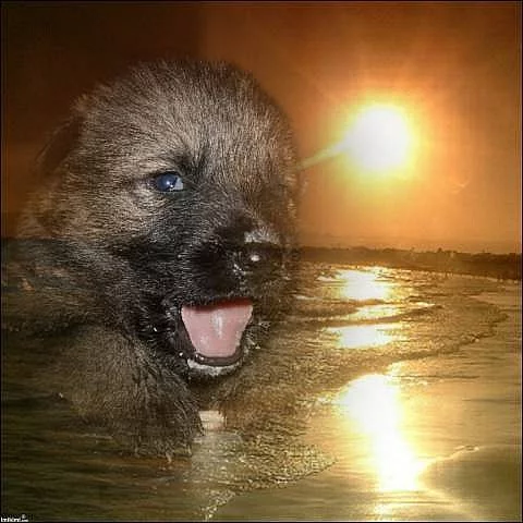 Štěňata německého ovčáka s PP