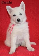 Bílý švýcarský ovčák s PP