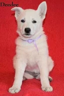 Bílý švýcarský ovčák s PP