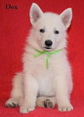 Bílý švýcarský ovčák s PP