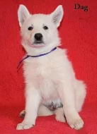 Bílý švýcarský ovčák s PP