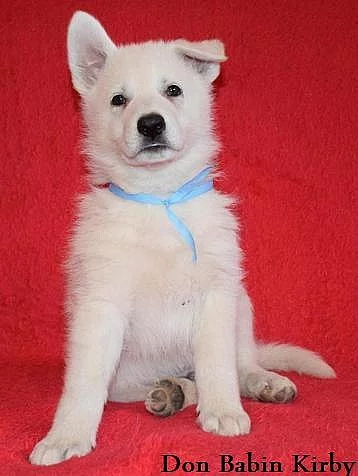 Bílý švýcarský ovčák s PP