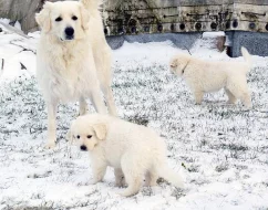 Slovenský čuvač - štěňata s PP