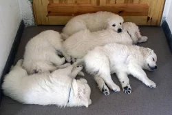 Slovenský čuvač - štěňata s PP