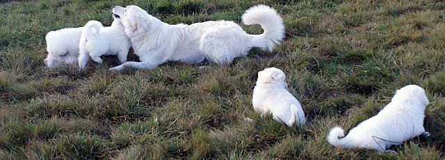 Slovenský čuvač - štěňata s PP