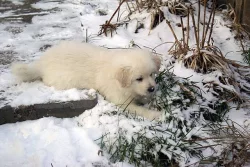 Slovenský čuvač - štěňata s PP