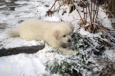 Slovenský čuvač - štěňata s PP