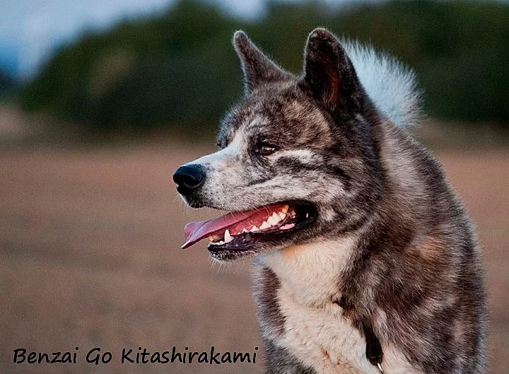 Akita inu