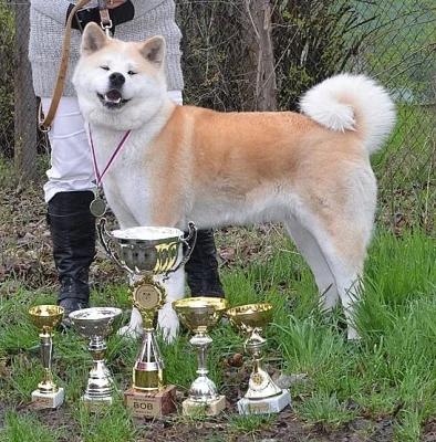Akita inu