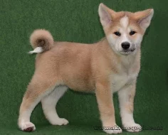 Akita inu