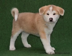 Akita inu