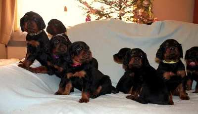 Štěňata gordonsetra s PP k odběru