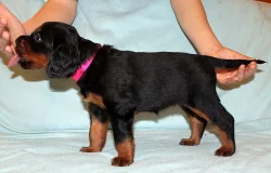 Štěňata gordonsetra s PP k odběru