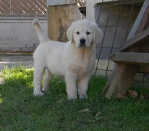 Zlatý retrívr - Západné Slovensko