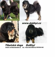 Tibetská doga - Exklusivní štěňátka