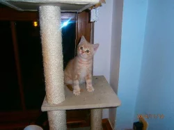 Britská červená mramorová