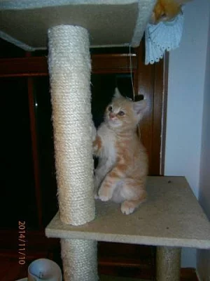 Britská červená mramorová