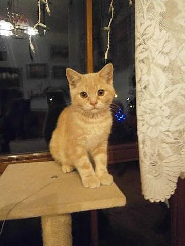 Britská červená mramorová