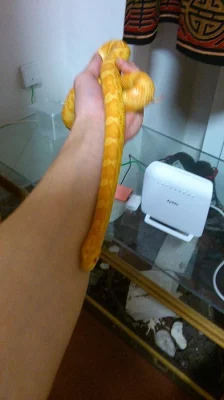 Užovka červená + plně vybavené terárium