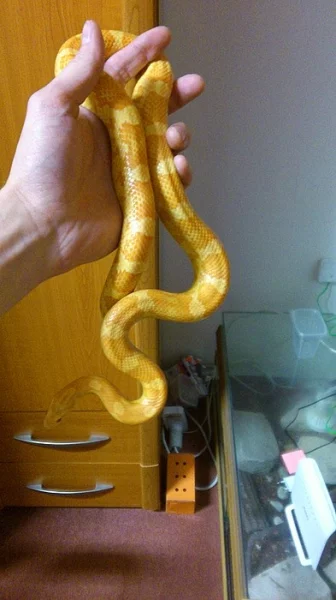 Užovka červená + plně vybavené terárium