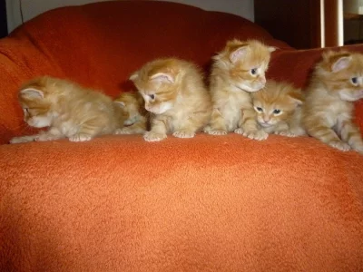 Mainská mývalí koťata