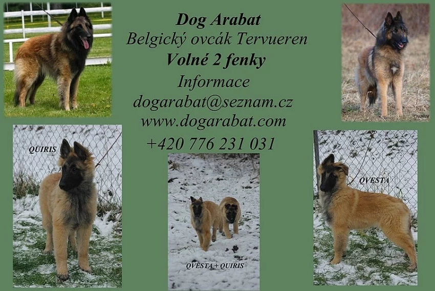 Belgický ovčák Tervueren štěňata s PP