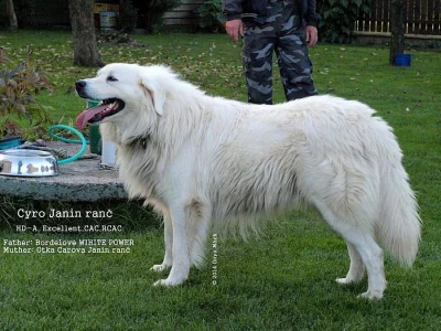 Slovenský čuvač - štěňátka s PP