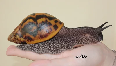 Achatina Achatina - Oblovka Obrovská
