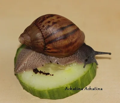 Achatina Achatina - Oblovka Obrovská